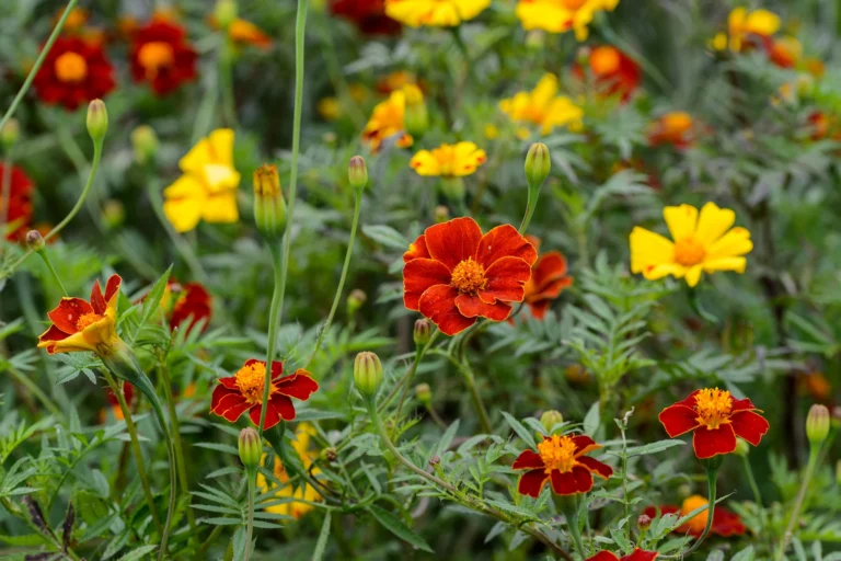 The Significance of the Marigold in October: Dubai’s Golden Season
